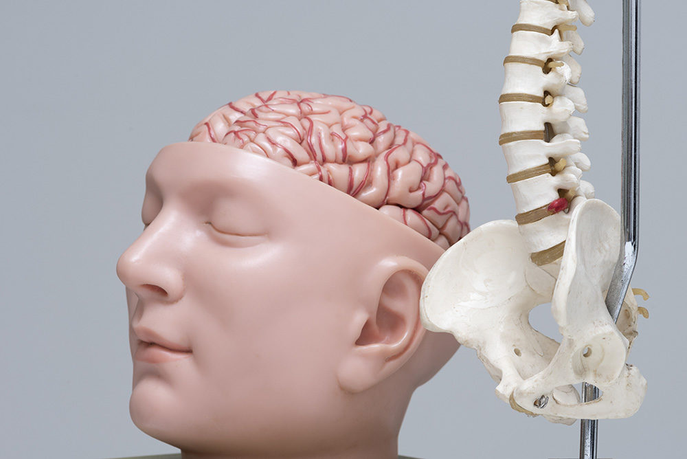 Artificial human lumbar spine and brain model in medical office